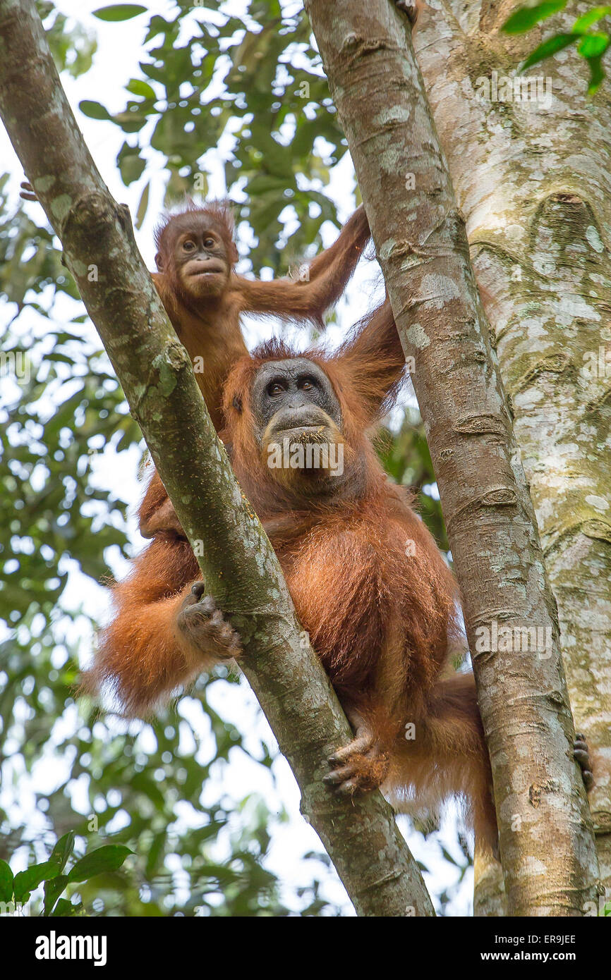 L'orang-outan femelle avec un bébé suspendu à un arbre dans le parc national de Gunung Leuser, Sumatra, Indonésie Banque D'Images