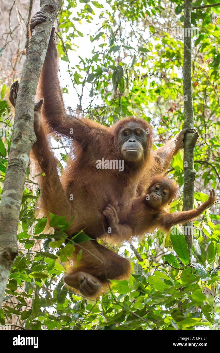 L'orang-outan femelle avec un bébé suspendu à un arbre dans le parc national de Gunung Leuser, Sumatra, Indonésie Banque D'Images