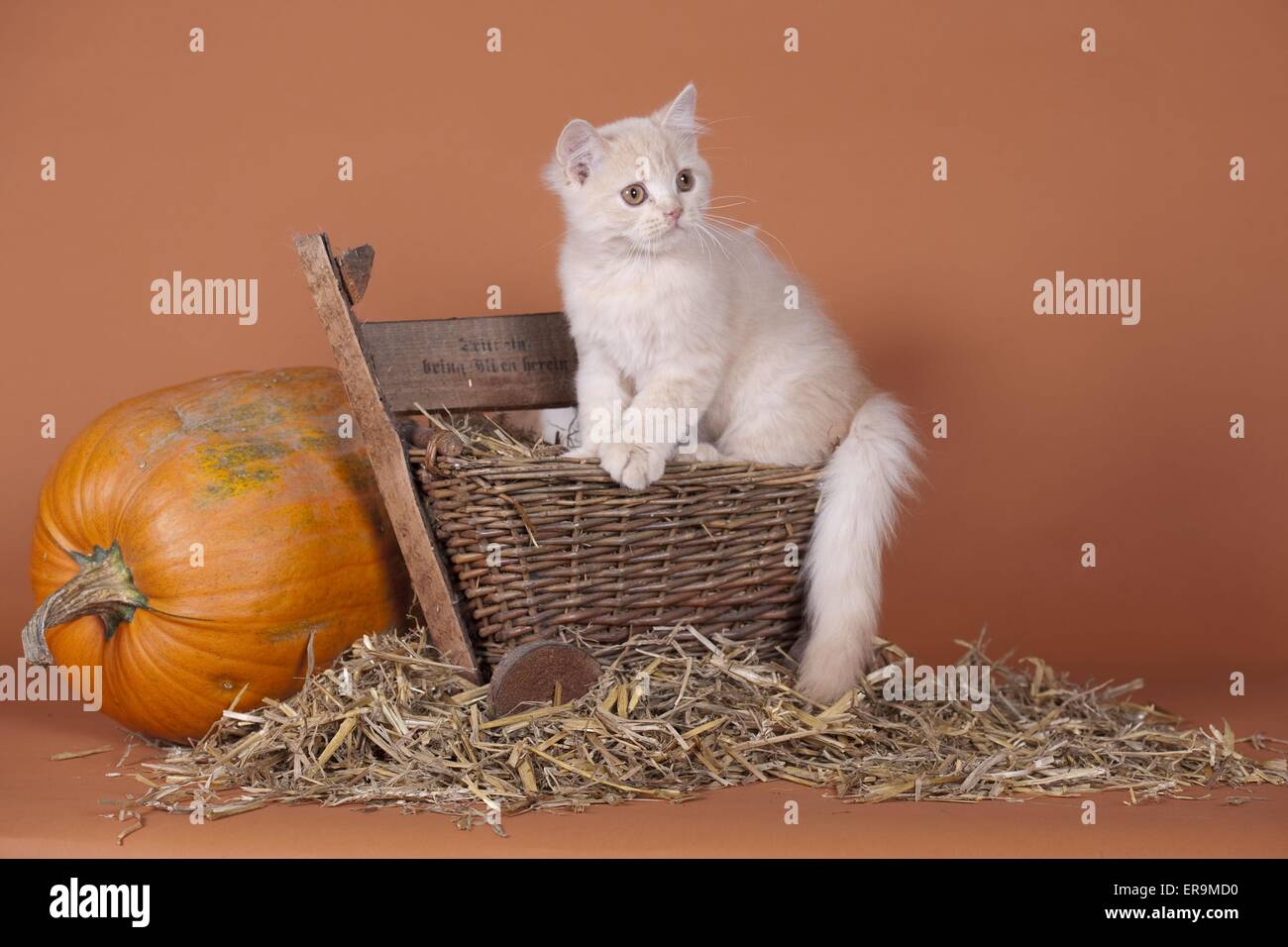 Chaton British Shorthair Banque D'Images