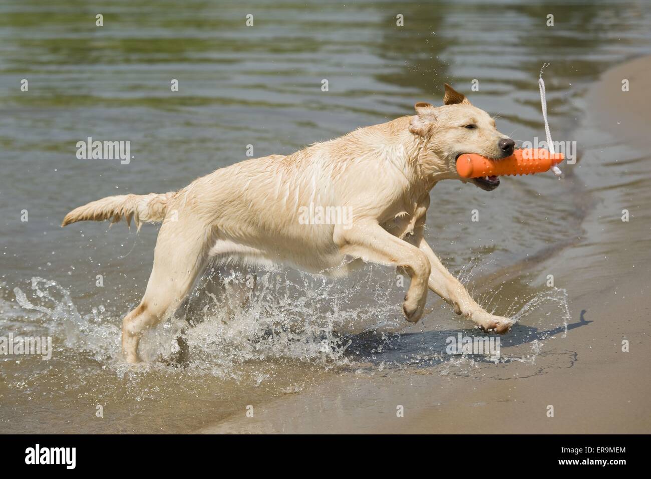 Jouer Labrador Retriever Banque D'Images