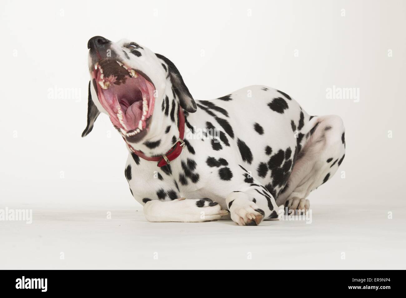 située en Dalmatie Banque D'Images