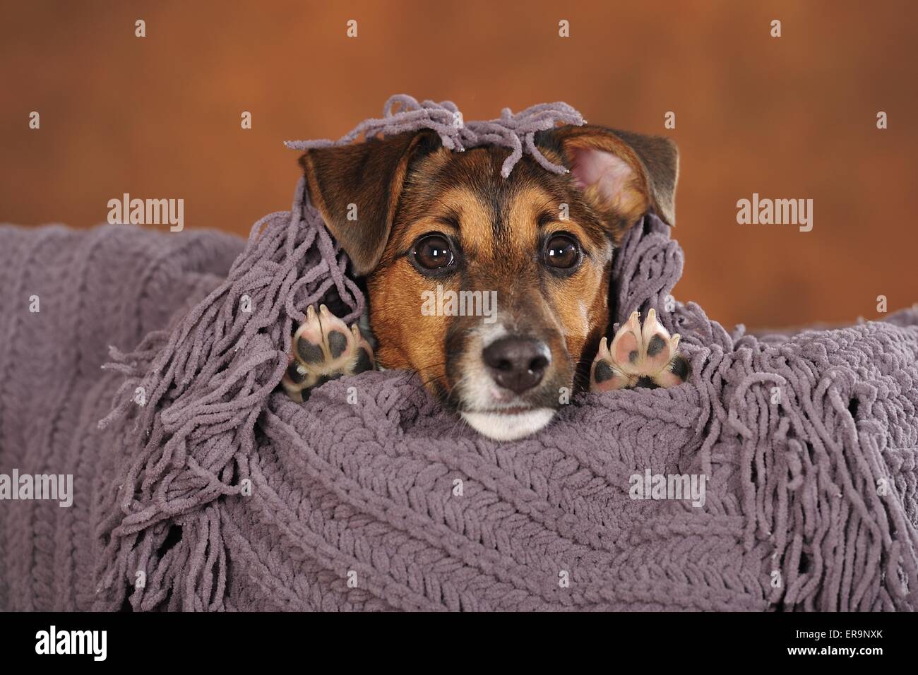 Jack Russell Terrier Portrait Banque D'Images