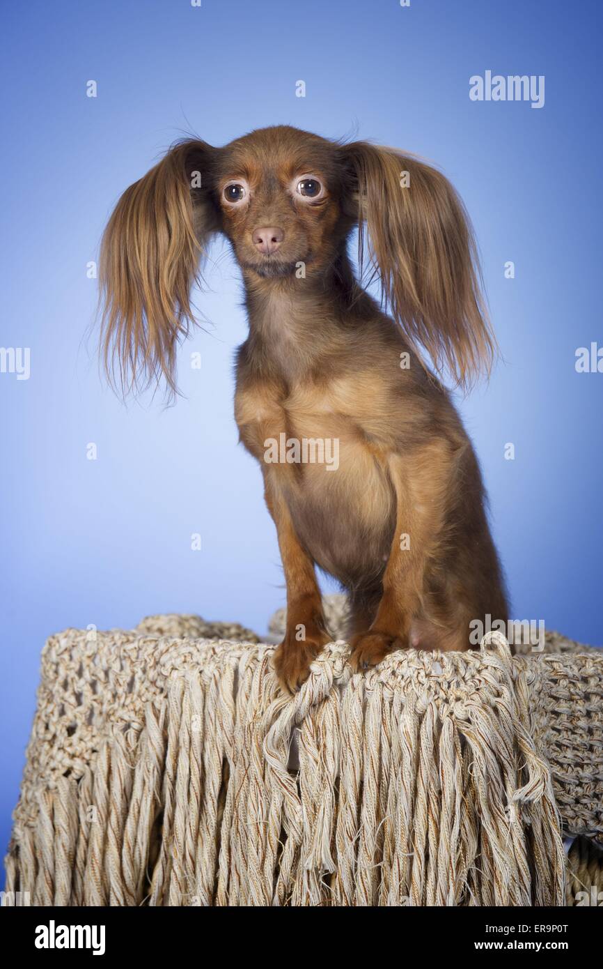 Russian Toy Terrier Banque D'Images