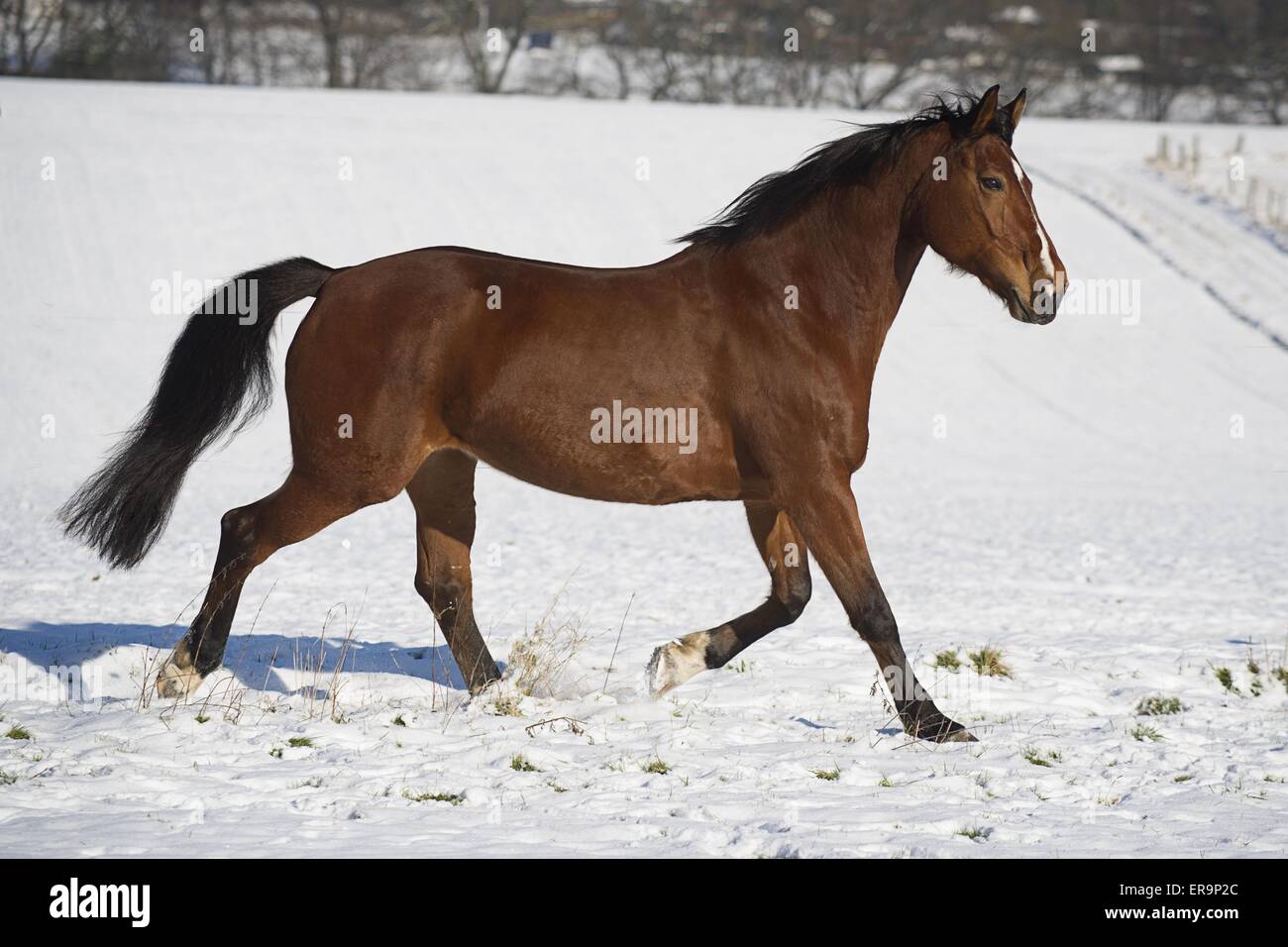 On trot Banque D'Images