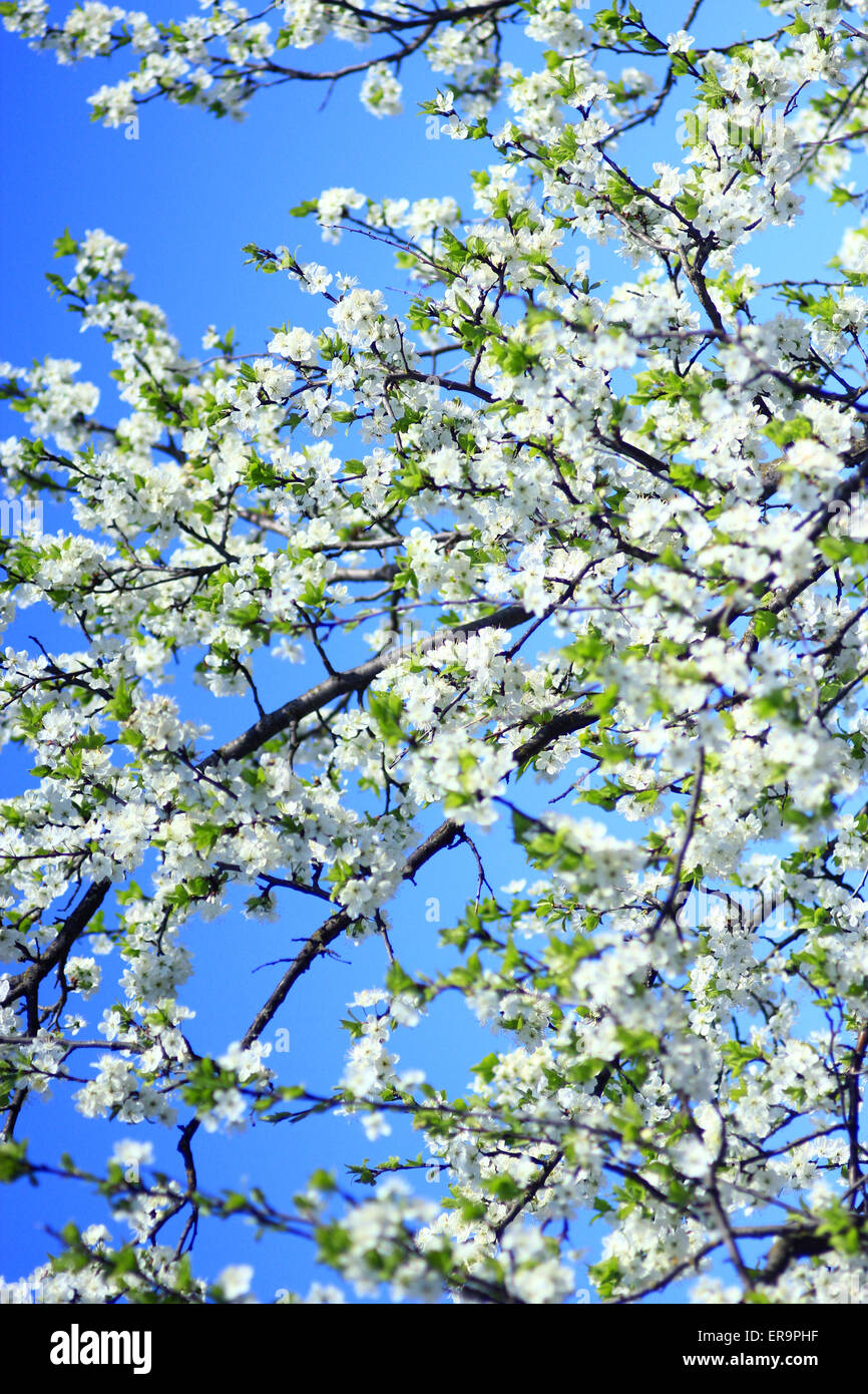 Arbre en fleur de prune sur fond de ciel bleu les Banque D'Images