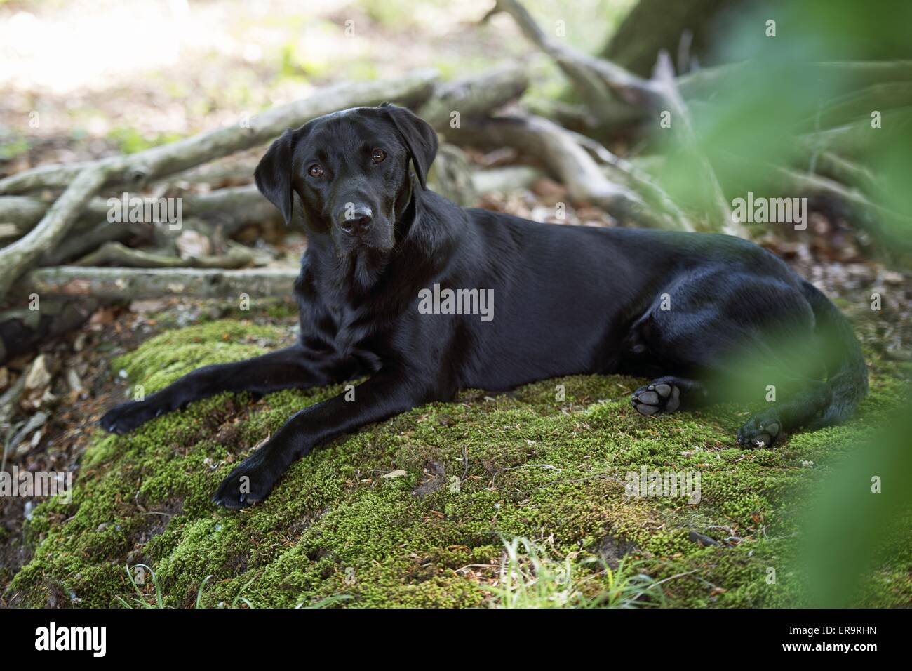 Jeune Labrador Retriever Banque D'Images