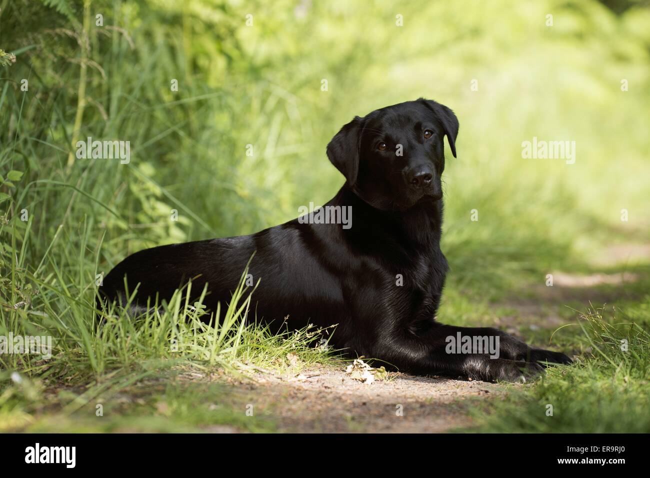 Jeune Labrador Retriever Banque D'Images