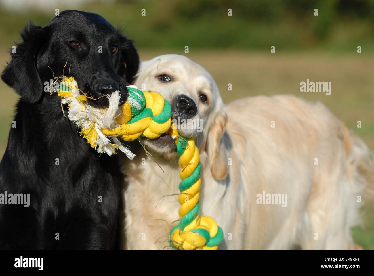 Jouer Retriever Banque D'Images