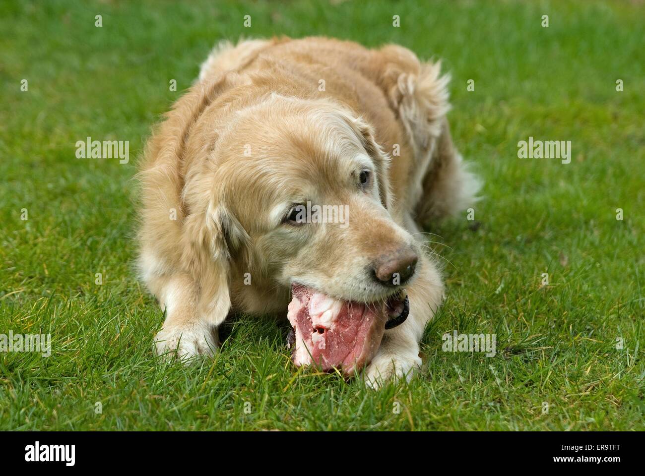 Golden Retriever mange de la viande Photo Stock Alamy
