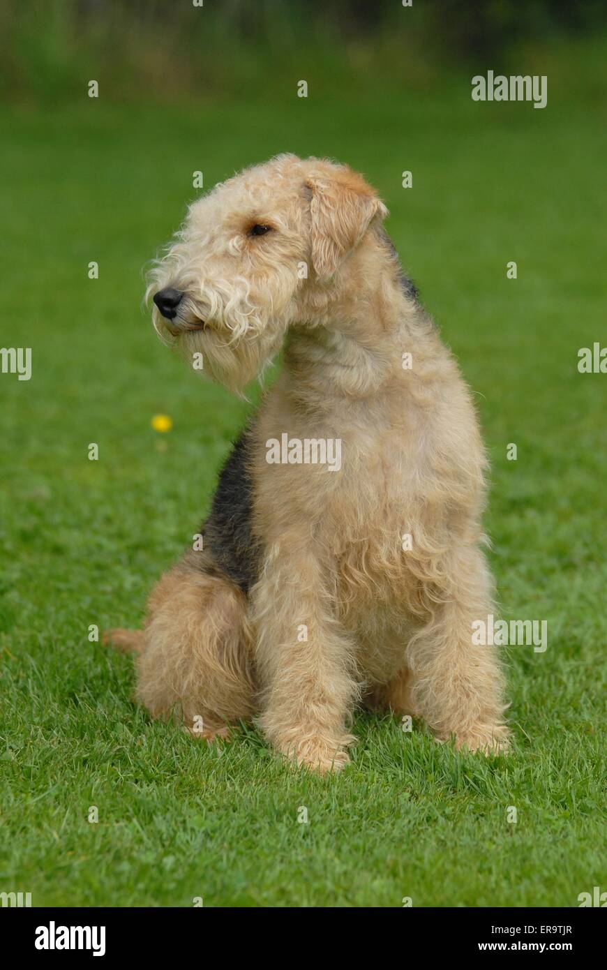 Lakeland Terrier on meadow Banque D'Images