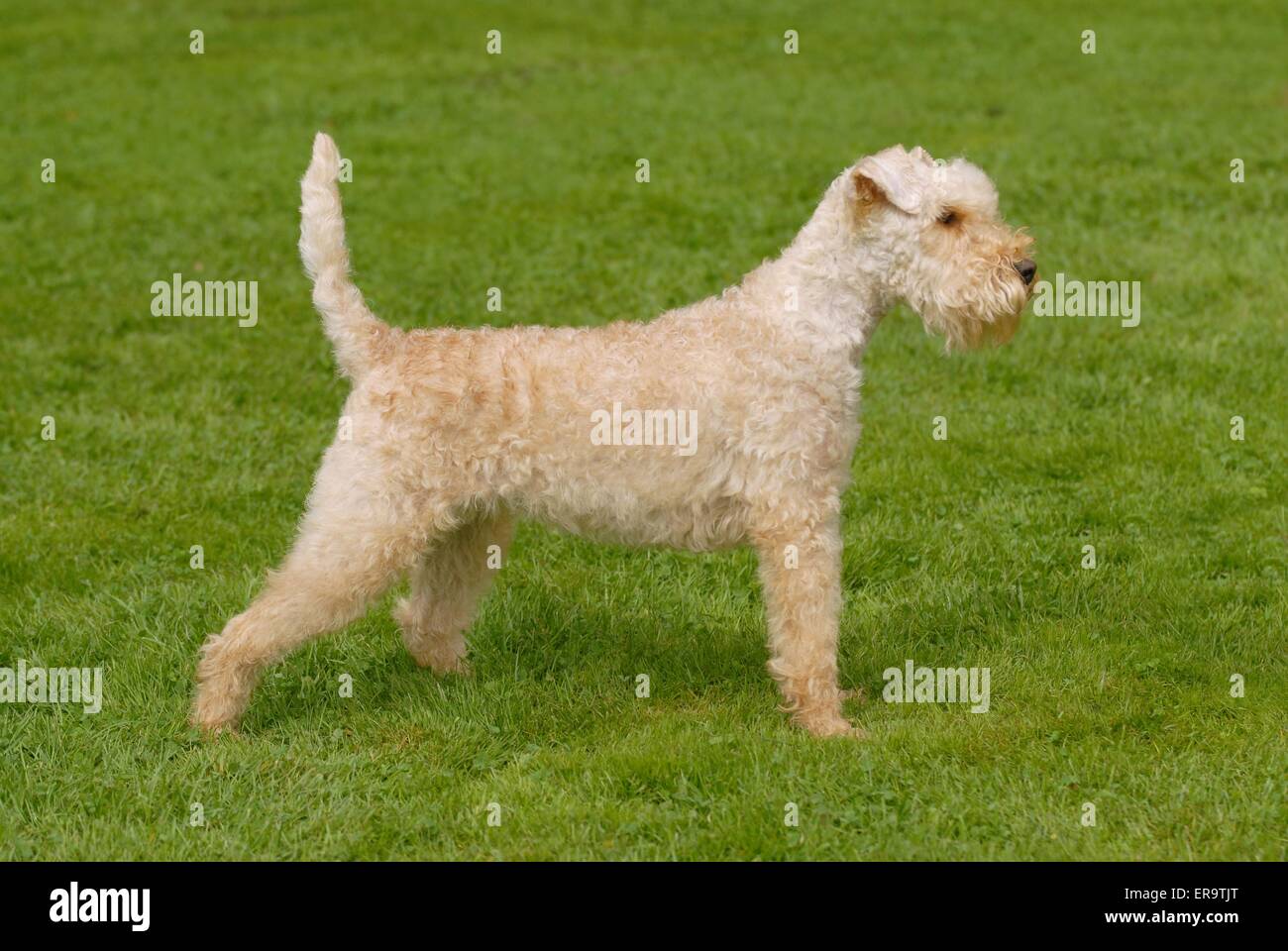 Lakeland Terrier on meadow Banque D'Images