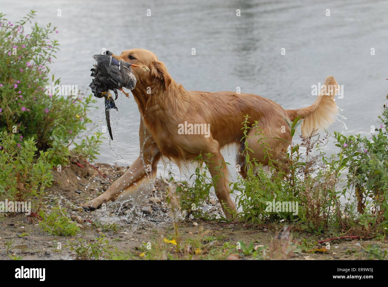 La chasse avec Golden Retriever Photo Stock - Alamy