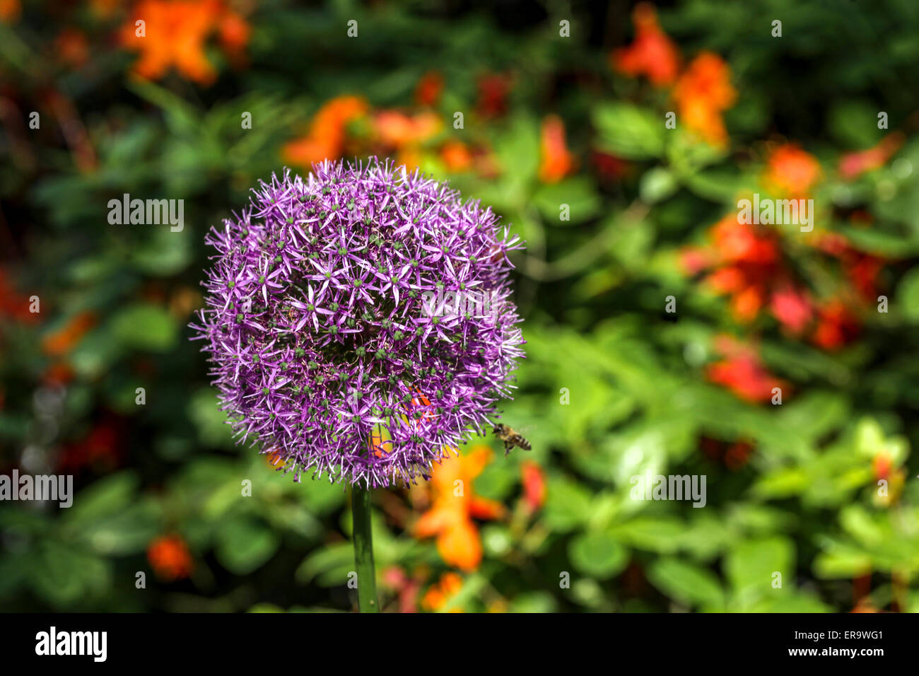 Tête de fleur d'Allium gladiateur bleu Banque D'Images
