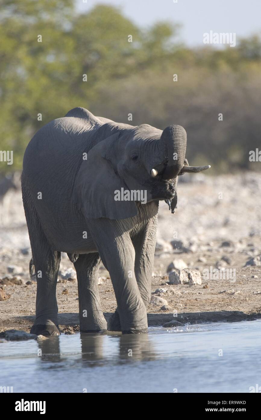 L'éléphant de boire Banque D'Images