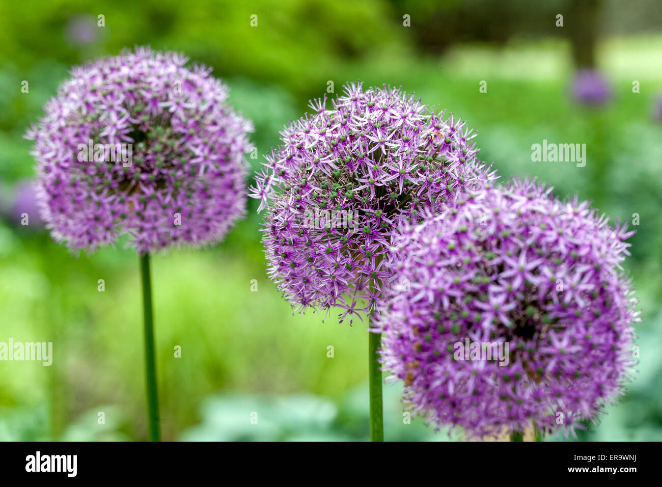 Allium 'Gladiator' capitule. Banque D'Images