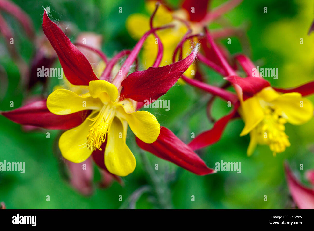 L'ancolie Aquilegia 'Tequila Sunrise' fleur jaune rouge Banque D'Images