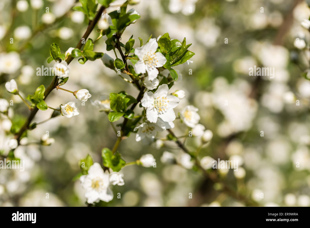 Les branches d'arbres en fleurs au printemps avec des fleurs blanches Banque D'Images