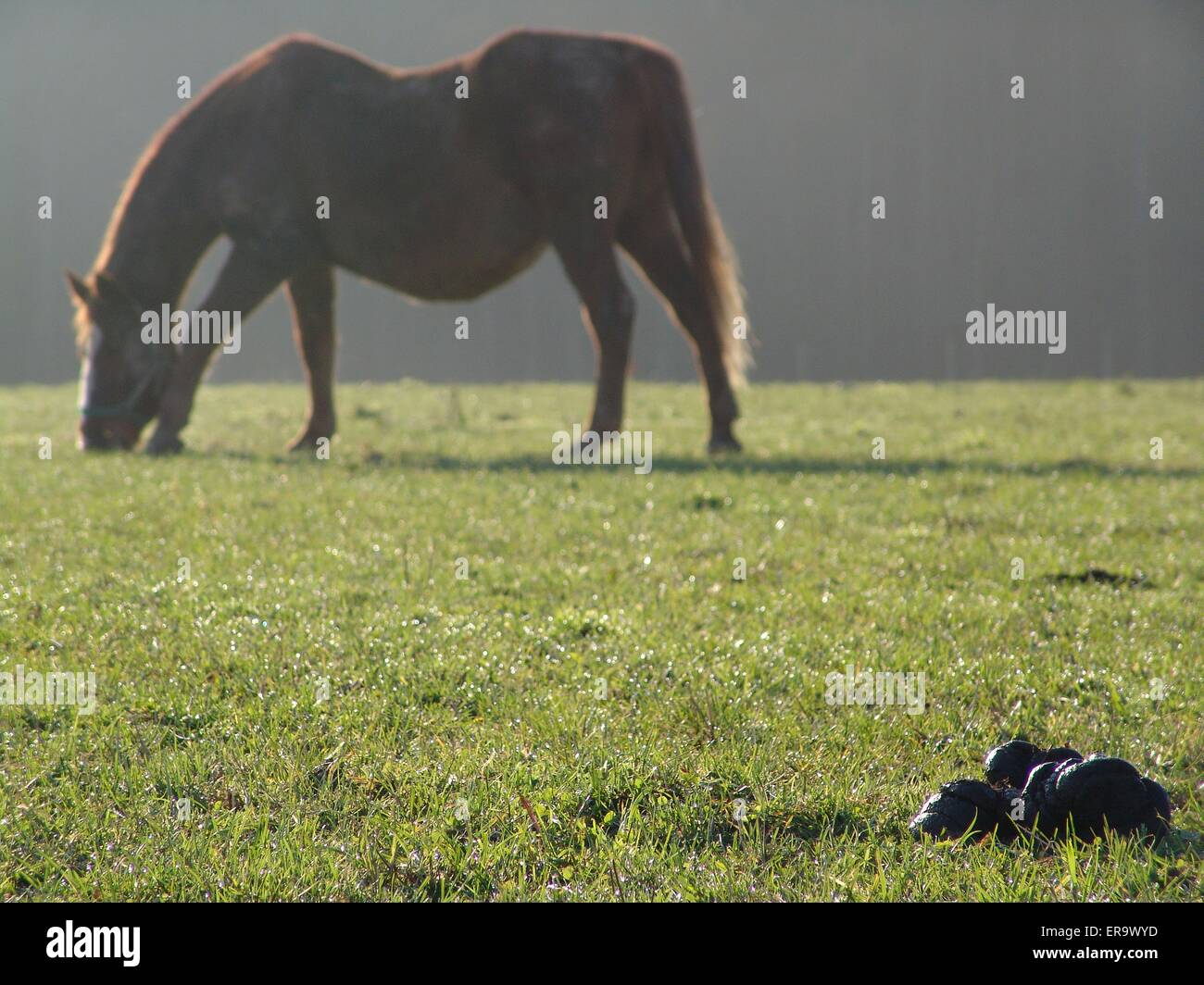 Morceaux de bouse de cheval Banque de photographies et d’images à haute — free download