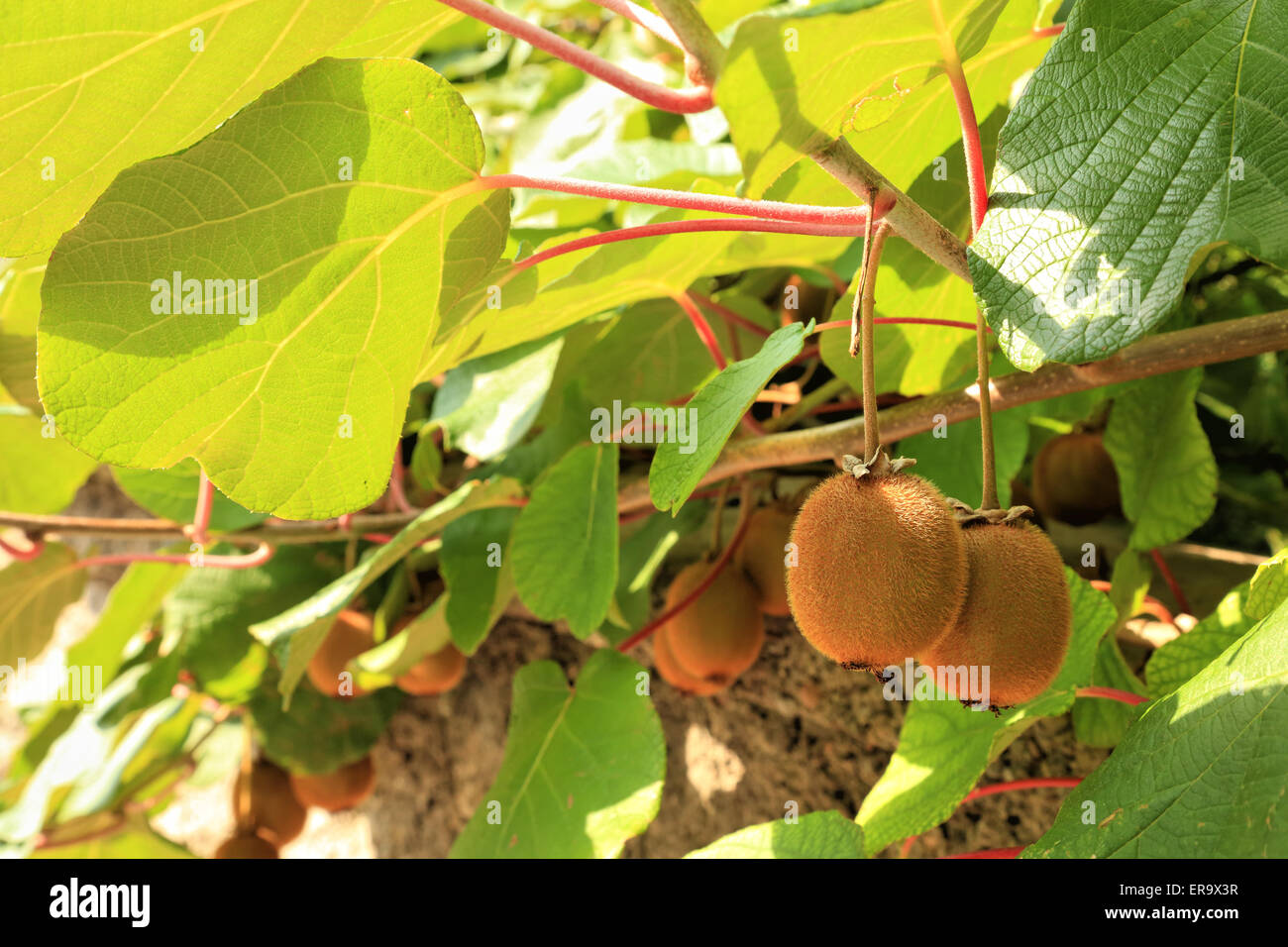 Le kiwi Actinidia deliciosa, plante des arbres Banque D'Images