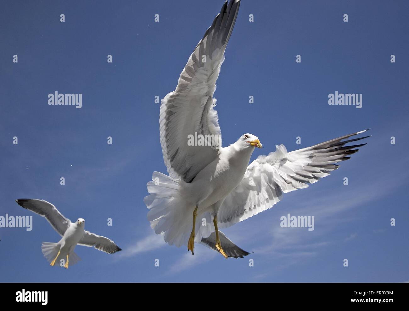 vol de mouettes Banque D'Images