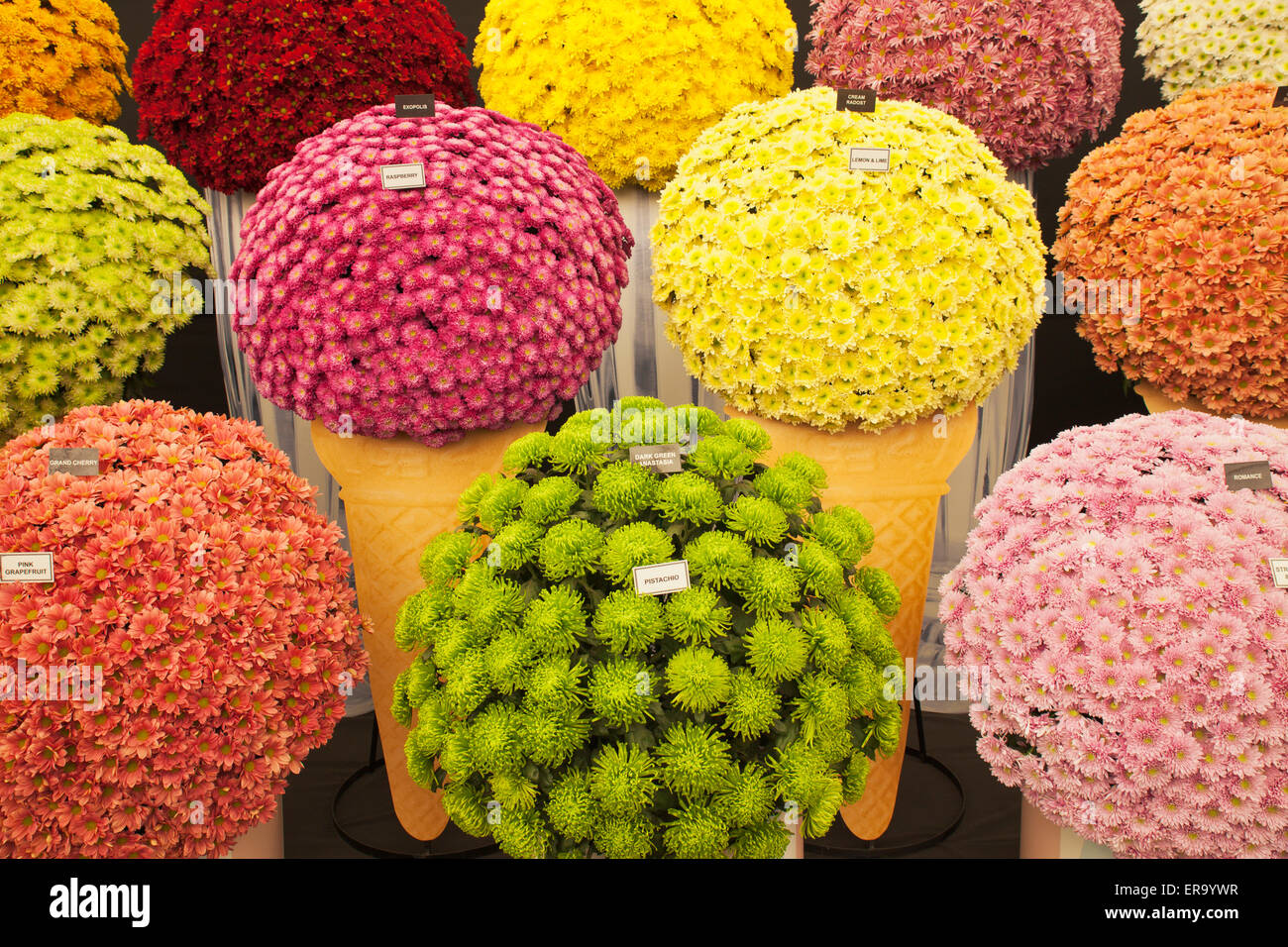Affichage des chrysanthèmes au Chelsea Flower show. Banque D'Images