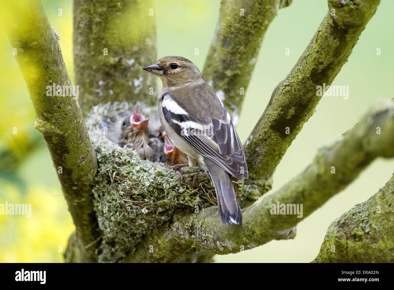 Nid De Pinson Des Arbres Banque D Image Et Photos Alamy Nid De Pinson Des Arbres Banque D Image Et Photos Alamy