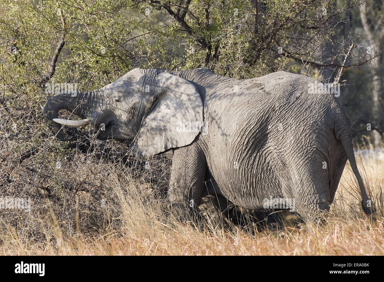 L'éléphant d'afrique Banque D'Images