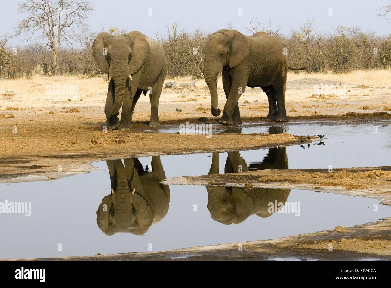 L'éléphant d'afrique Banque D'Images