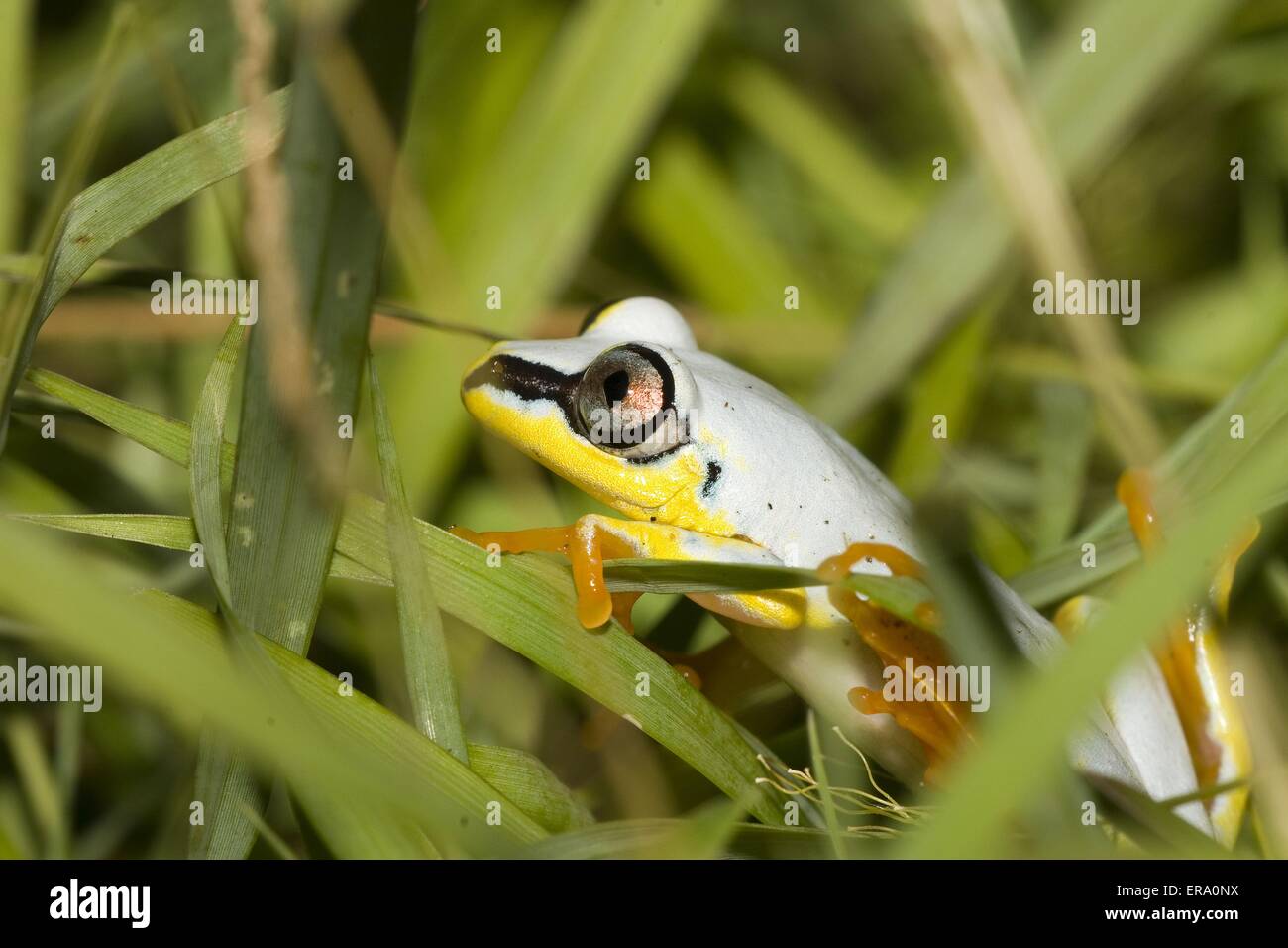 Madagascar reed frog Banque D'Images