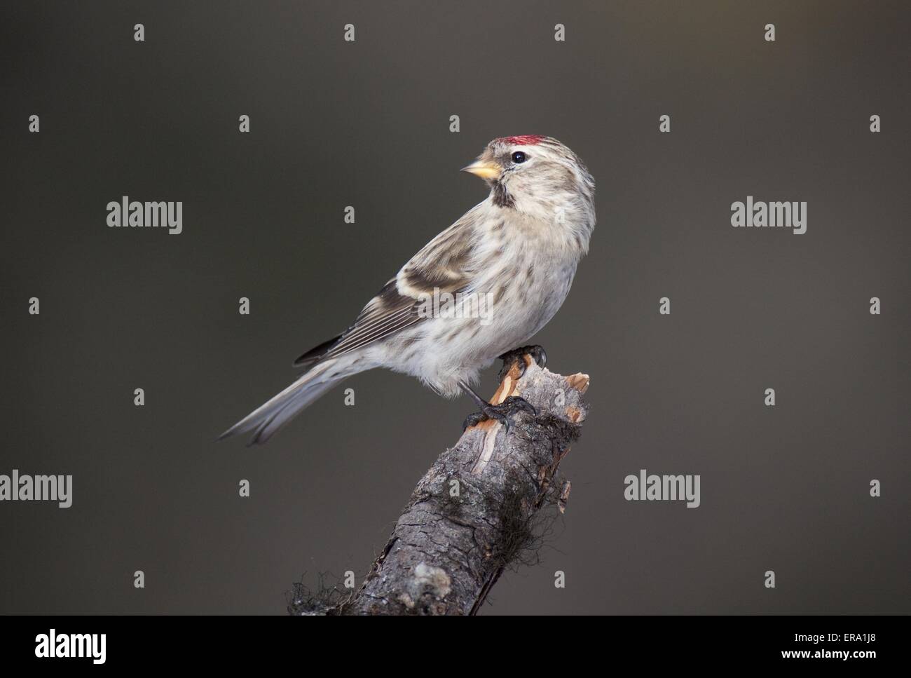 Sizerin flammé Banque D'Images