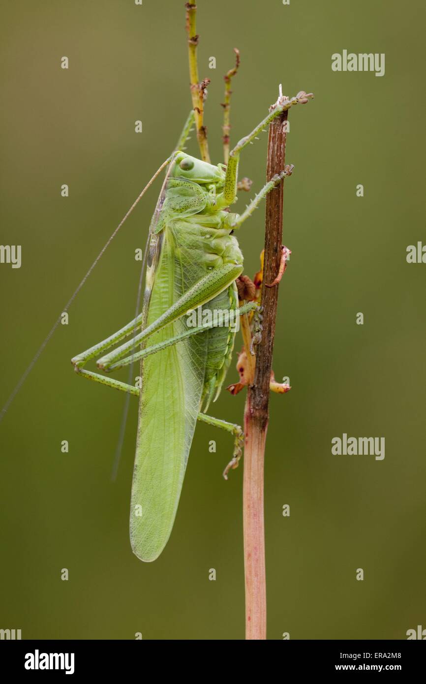 Grand green bush cricket Banque D'Images