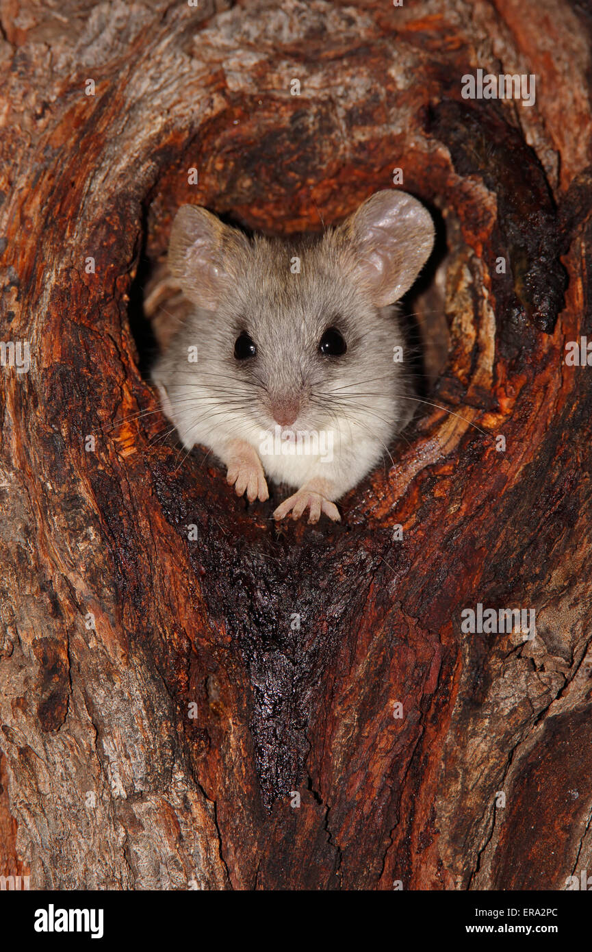 Un Acacia rat (Thallomys paedulcus) assis dans un trou dans un arbre, Afrique du Sud Banque D'Images