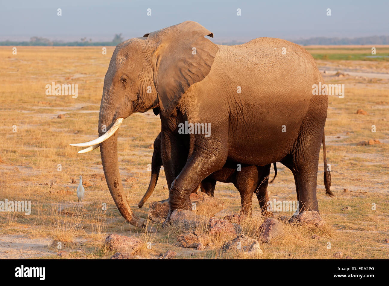 L'éléphant africain (Loxodonta africana) vache avec veau, Parc National d'Amboseli, Kenya Banque D'Images