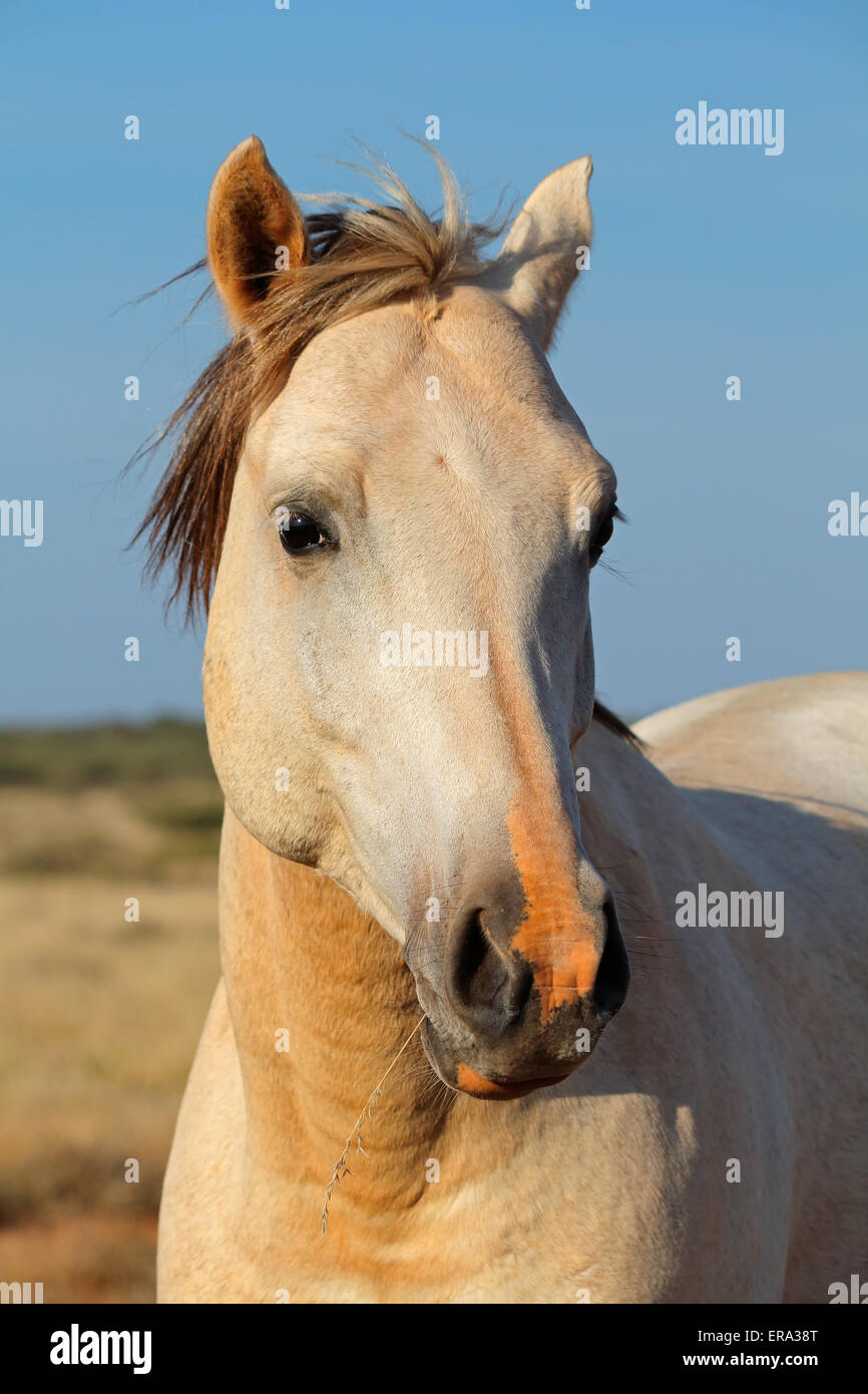 Portrait d'un cheval blanc contre un ciel bleu Banque D'Images