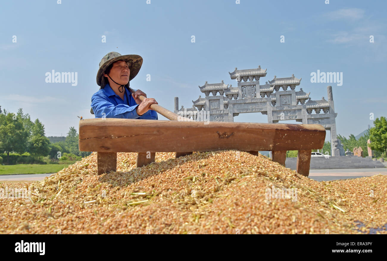 Un agriculteur travaille dans un carré pour sécher le blé à Xiangfan, province de Hubei, Chine, le 24 mai 2015. Banque D'Images
