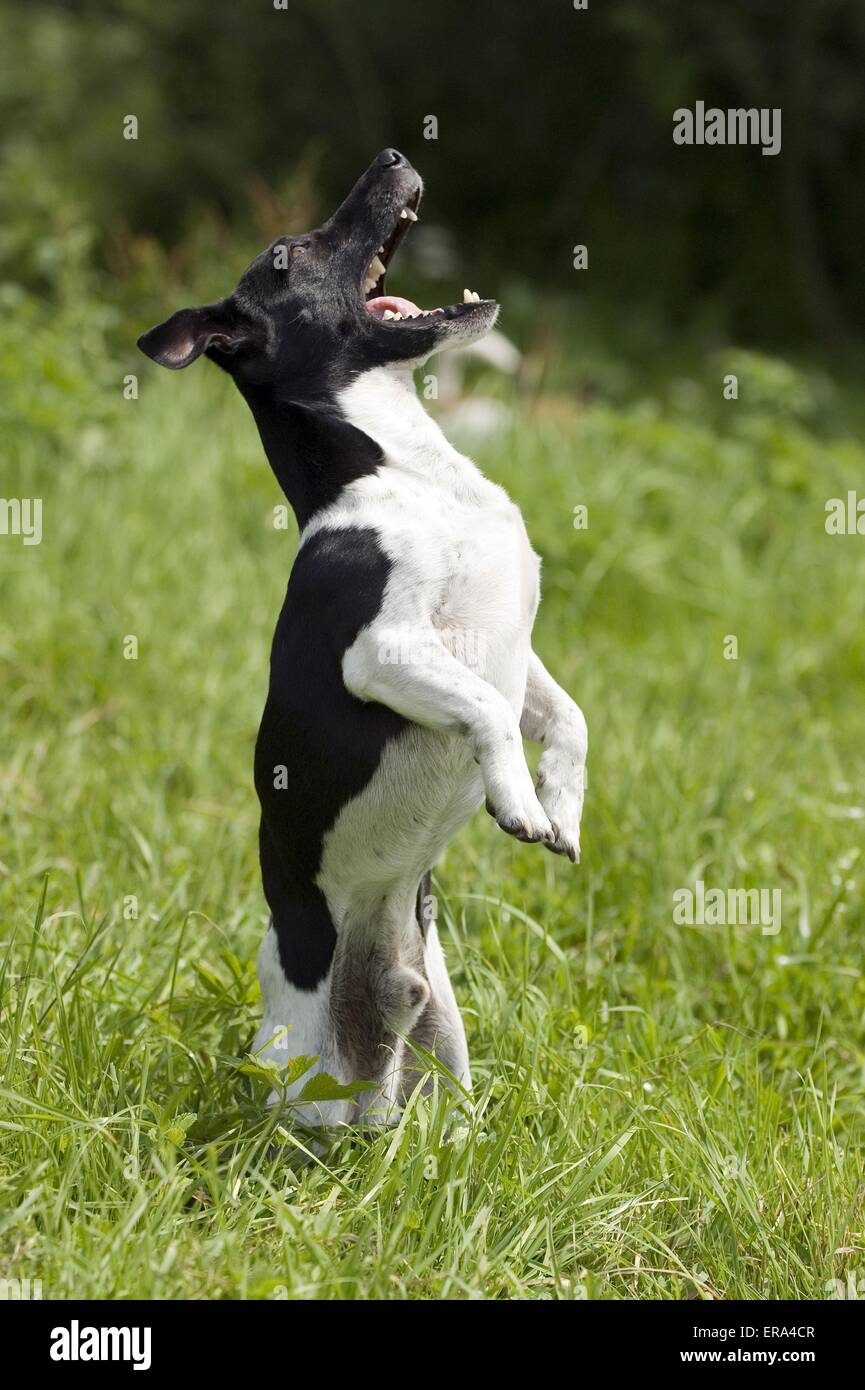 Jack Russell Terrier montre trick Banque D'Images