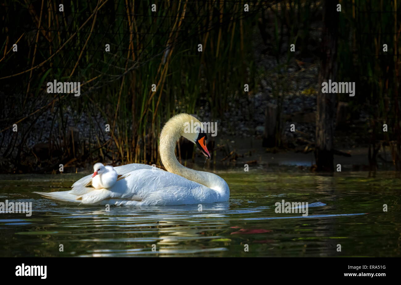 Cygne muet, Cygnus olor, mère et bébé flottant sur l'eau Banque D'Images