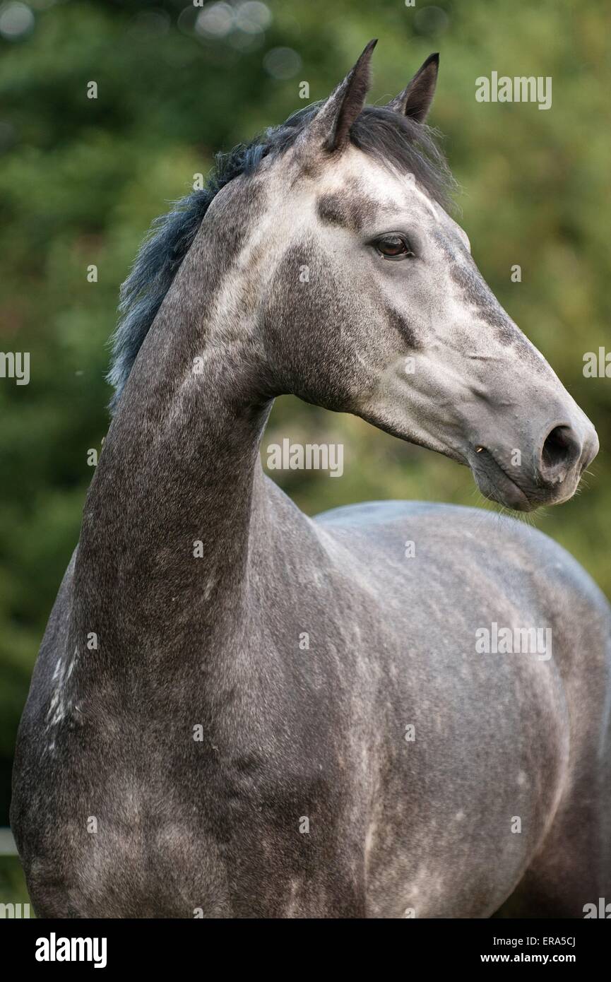 Portrait de chevaux hanovriens Banque D'Images