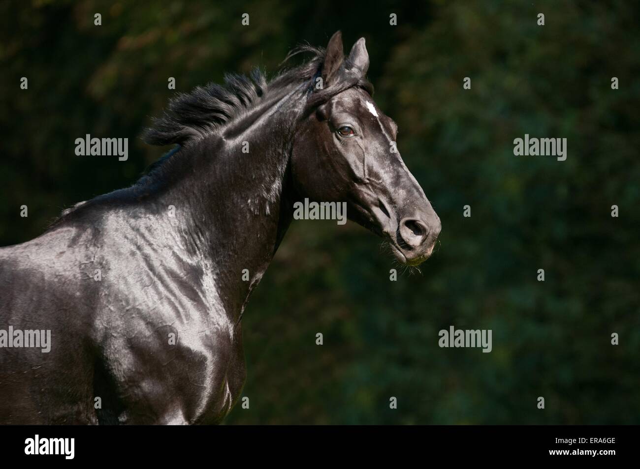 Portrait Cheval de Sport allemand Banque D'Images