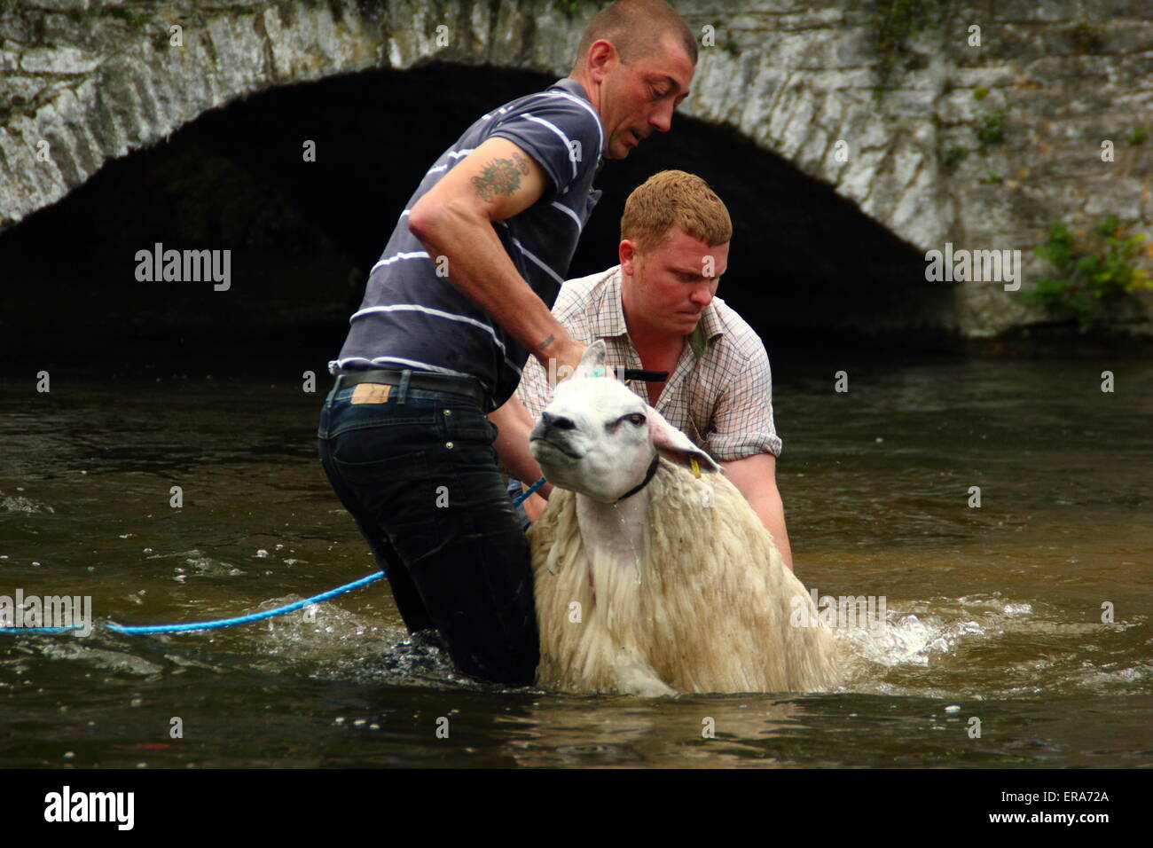 Les moutons sont trempées dans la rivière Wye, Ashford-dans-le -l'eau, en accord avec une tradition de Peak District, Derbyshire, Angleterre, RU Banque D'Images