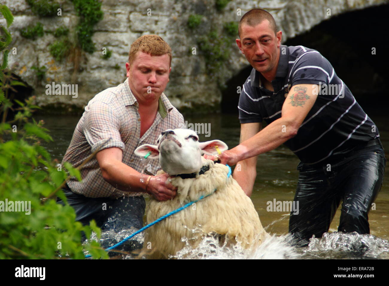 Les moutons sont trempées dans la rivière Wye, Ashford-dans-le -l'eau, en accord avec une tradition de Peak District, Derbyshire, Angleterre, RU Banque D'Images
