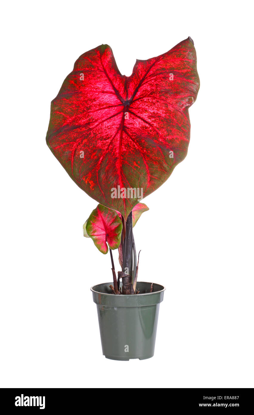 Petite plante à feuilles rouges d'un cultivar (caladium Caladium bicolor) prêts à être transplantés dans un jardin Banque D'Images