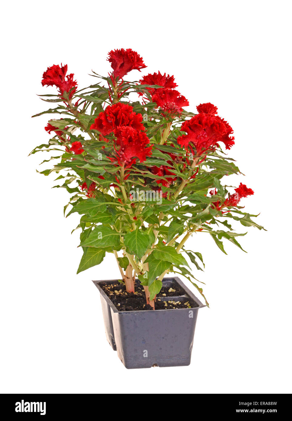 Fleur rouge celosia (cockscomb) prêt pour la transplantation Banque D'Images