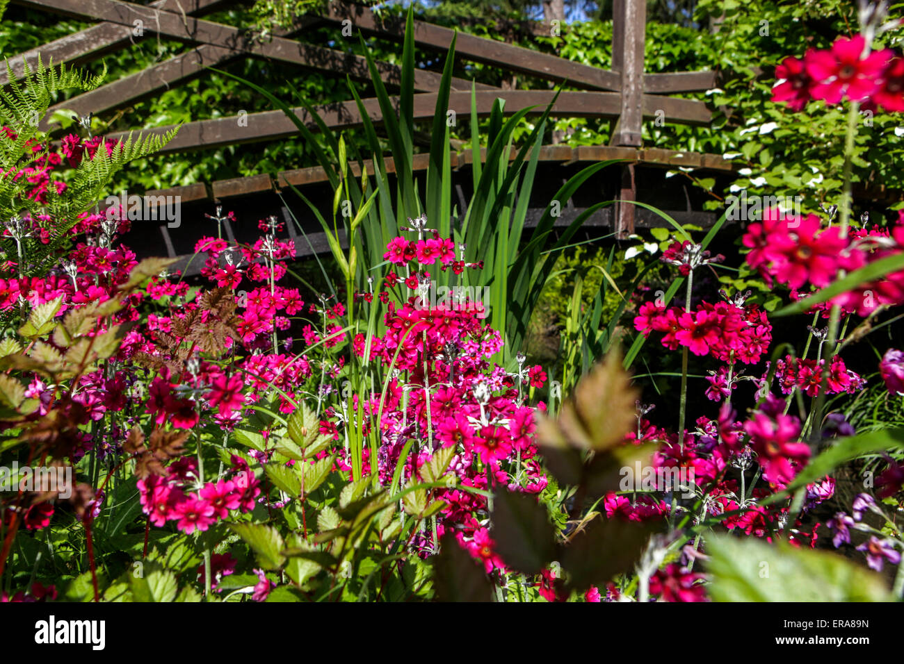 Primula pulverulenta Candelabra Primrose Primroses croissant au jardin en bois pont Banque D'Images