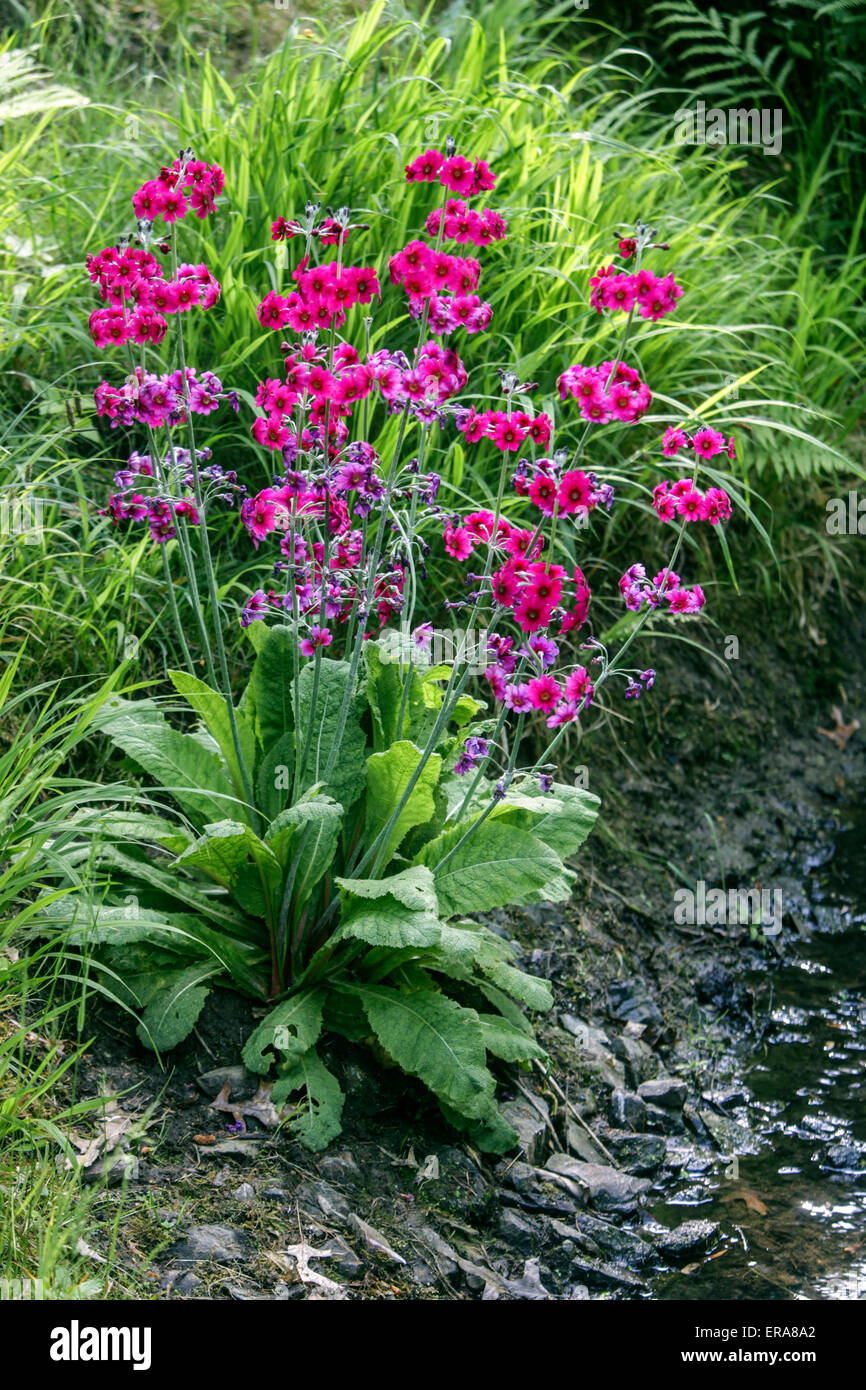 Candélabre primula Primula pulverulenta pousse sur une banque de fleurs printanières humides de jardin de ruisseau Banque D'Images