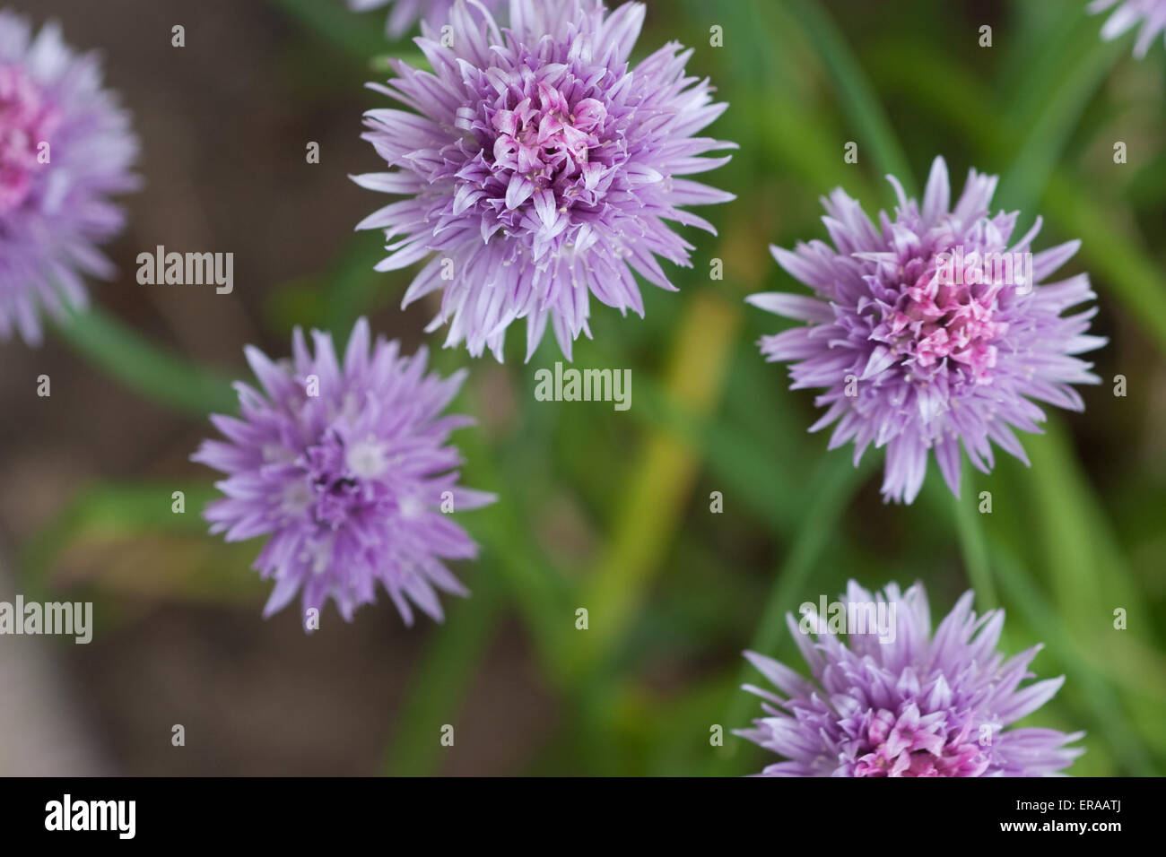 Plantes à chiches, allium schoenoprasum en fleur Banque D'Images