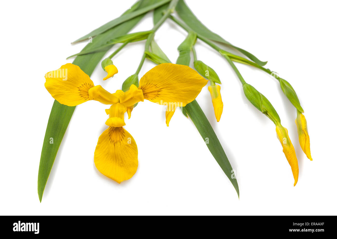 Iris jaune (Iris pseudacorus) isolé sur fond blanc Banque D'Images