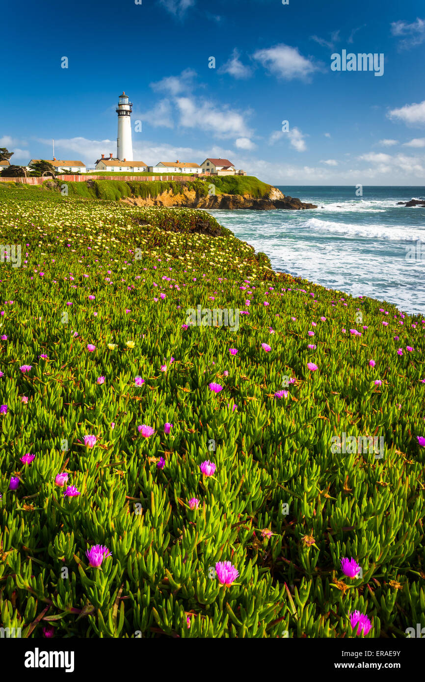 Fleurs et vue sur Piegon Point Lighthouse à Pescadero, California. Banque D'Images