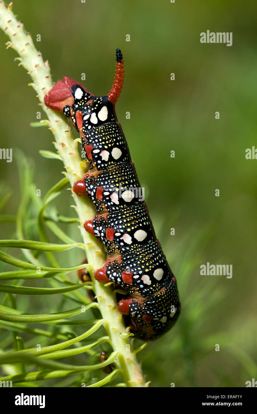 Close-up du Sphynx de l'euphorbe ésule caterpillar (Hyles euphorbiae) sur sa plante hôte Allemagne Europe de l'asclépiade Banque D'Images