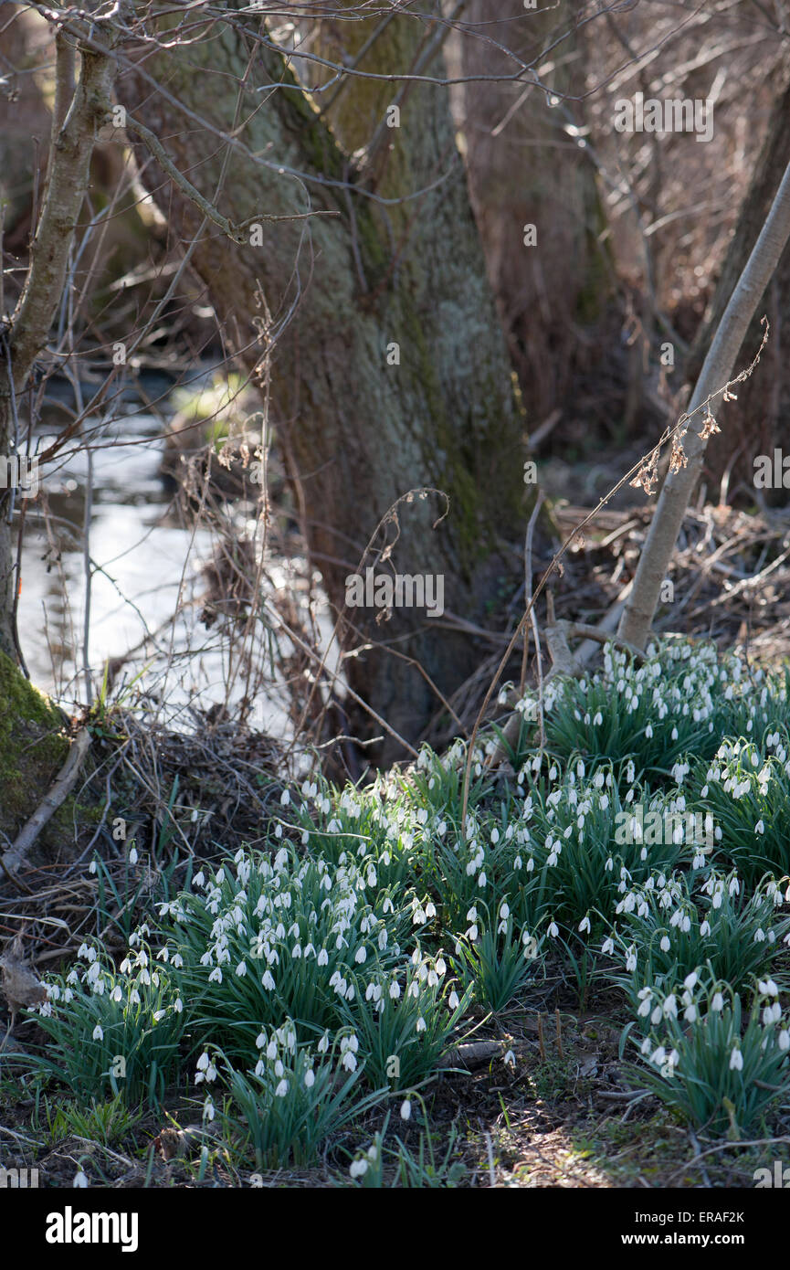 Perce-neige (Galanthus nivalis) ici en milieu naturel Banque D'Images